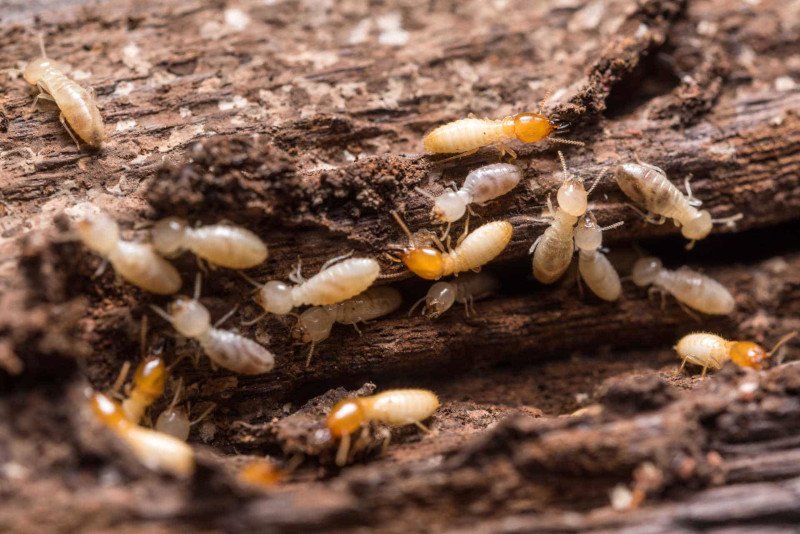 Termites xylophages